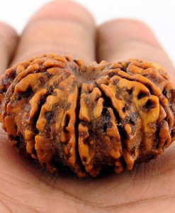 12 Mukhi Rudraksha