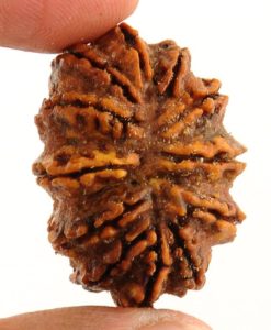 12 Mukhi Rudraksha