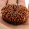 14 Mukhi Rudraksha