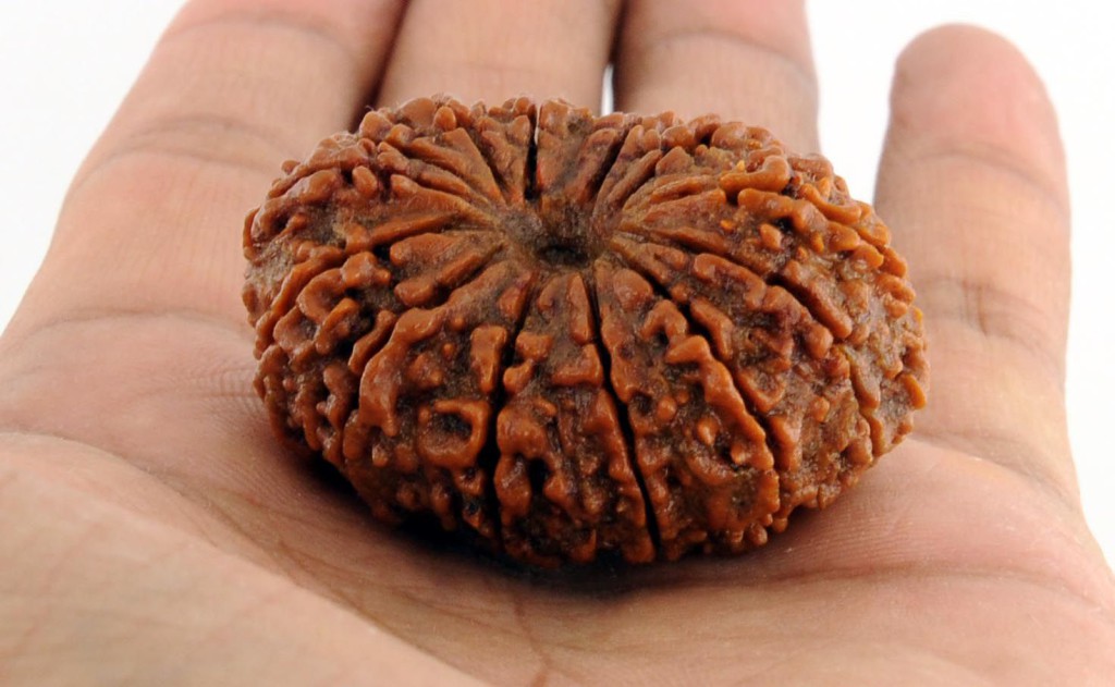 14_Mukhi_Rudraksha -1