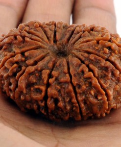 14 Mukhi Rudraksha