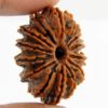 14_Mukhi_Rudraksha