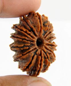 14 Mukhi Rudraksha