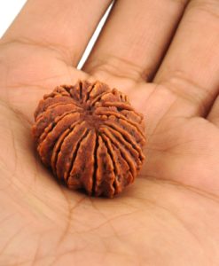 15 Mukhi Rudraksha