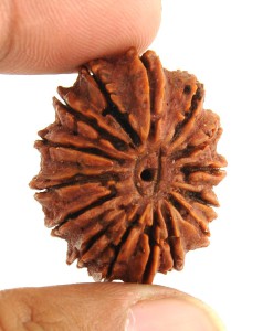 15 Mukhi Rudraksha