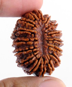 16 Mukhi Rudraksha