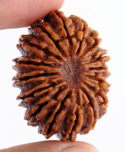 16 Mukhi Rudraksha