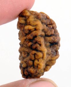 1 Mukhi Rudraksha