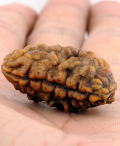 1 Mukhi Rudraksha