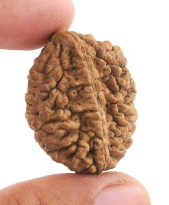 2 Mukhi Rudraksha