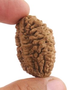 2 Mukhi Rudraksha