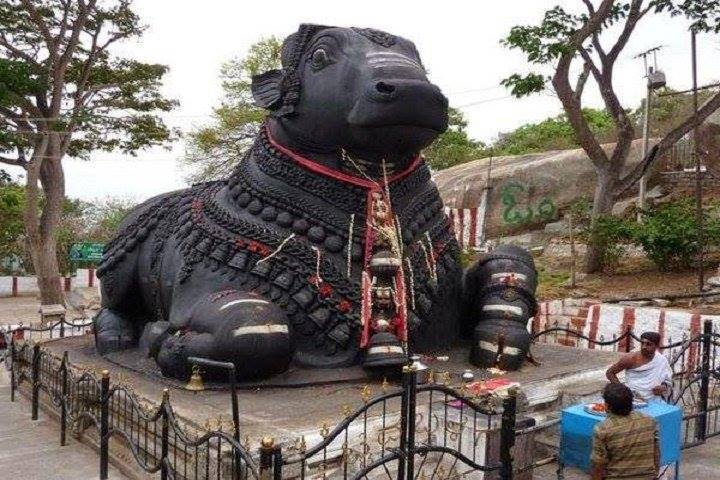 Nandi In Hindutva - Bulls appear on the Indus Valley seals, including the Pasupati Seal, which depicts a seated figure and, according to some scholars, is similar to Shiva. However, most scholars agree that the horned bull on the Indus Valley seals is not identical to Nandi.  Some Puranas describe Nandi or Nandikeshvara as bull face with a human body that resembles that of Shiva in proportion and aspect, although with four hands — two hands holding the Parasu (the axe) and Mruga (the antelope) and the other two hands joined together in the Anjali (obeisance). Brahma Vaivarta Purana mentions Krishna himself to have taken the form of a bull as no one else in the Universe can bear Shiva.  Vehicle of Shiva: The bull Nandi is Shivas primary vehicle and is the principal gana (follower) of Shiva.  Gate keeper of Shivas abode: The close association of Shiva and Nandi explains the presence of a statue of Nandi at the gate of many temples dedicated to Shiva. It also explains why the word nandi in the Kannada, Telugu and Tamil languages is used as a metaphor for a person blocking the way.[citation needed] In Sanskrit, a bull is called vrisha, which has another connotation — that of righteousness or Dharma. It is important to seek the blessings of Nandi before proceeding to worship Lord Shiva.  Chief in Shivas army: Some Puranas mention that Nandi lead the Shiva Ganas, Shivas attendants.  A Guru of Saivism: In addition to being his mount, Nandi is Shivas foremost disciple. In the Natha/Siddhar tradition, Nandi is one of the primal gurus. He was the guru to Siddhar Thirumulanathar, Patanjalinathar and others.  From the yogic perspective, Nandi/Nandhi/Nandikeshvara is the mind dedicated to Lord Siva, the Absolute. In other words, to understand and absorb Light, the experience and the wisdom is Nandi which is the Guru within.  Spiritually, Nandi represents an individual jiva (soul) and the message that the jiva should always be focused on the Atman (Paramatman).