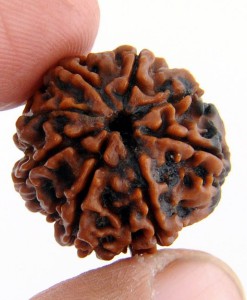 3 Mukhi Rudraksha