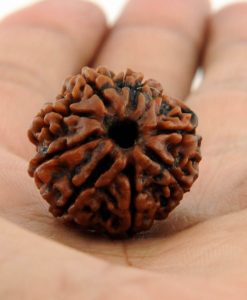 3 Mukhi Rudraksha