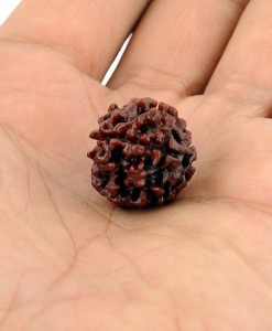 4 Mukhi Rudraksha