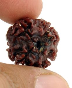 4 Mukhi Rudraksha