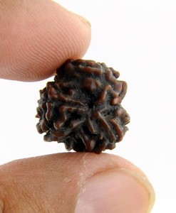 5 Mukhi Rudraksha