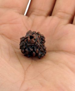 5 Mukhi Rudraksha