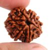 7 Mukhi Rudraksha