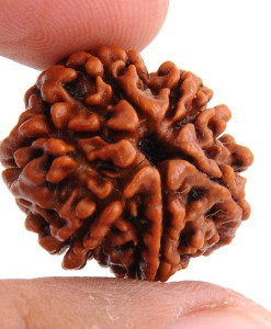 7 Mukhi Rudraksha