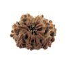 9 Mukhi Rudraksha