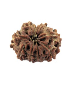 9 Mukhi Rudraksha