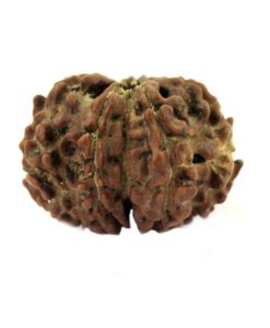 9 Mukhi Rudraksha