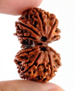 Gauri Shankar Rudraksha