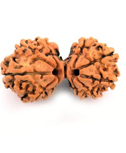 Gauri Shankar Rudraksha